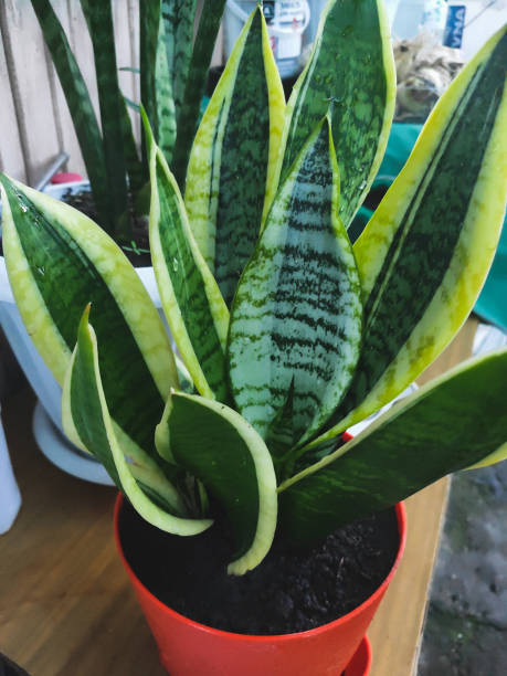 istock beautiful indoor flower sansevieria in a pot 1282280764