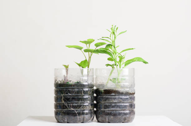 istock Plastic bottles water DIY for planting vegetables plant 1282280997