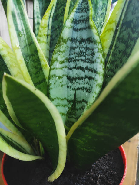 istock beautiful indoor flower sansevieria in a pot 1282281746
