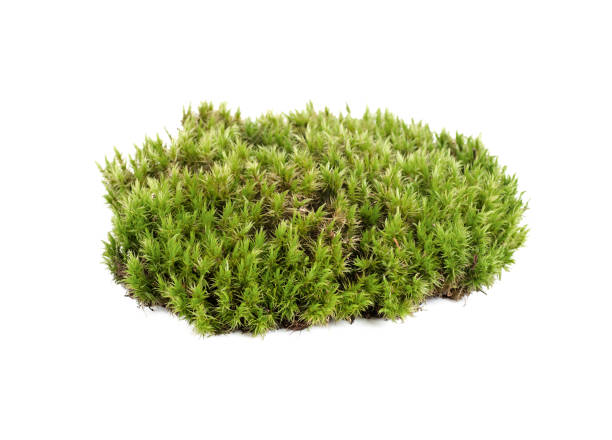 musgo verde sphagnum primer plano aislado - sphagnum fotografías e imágenes de stock