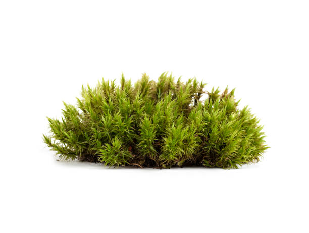 istock green moss sphagnum closeup isolated 1282282040