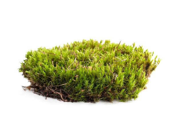 istock green moss sphagnum closeup isolated 1282282050