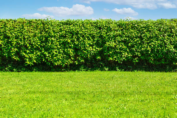 seto en el jardín - fence formal garden gardening ornamental garden fotografías e imágenes de stock