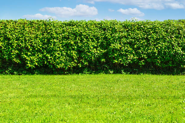Hedge in the garden Summer garden landscape - a green lawn and a big hedge on a blue sky background with copy space hedge stock pictures, royalty-free photos & images