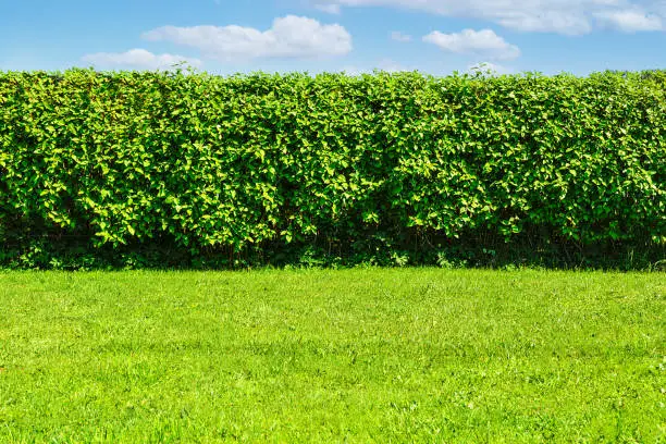 Photo of Hedge in the garden