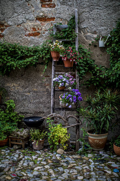 arrière-cour amoureusement décorée avec des plantes - vertical garden photos et images de collection