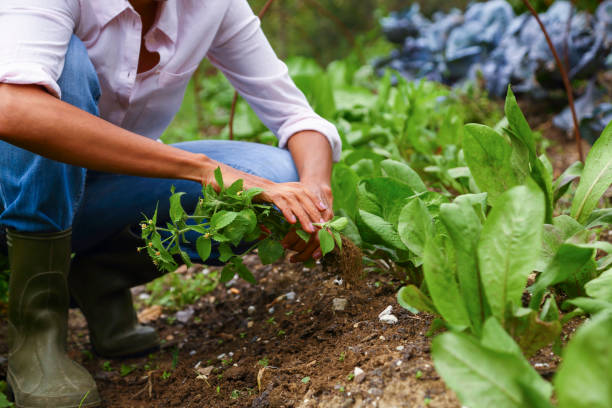 jardinage de femme - plant spinach photos et images de collection