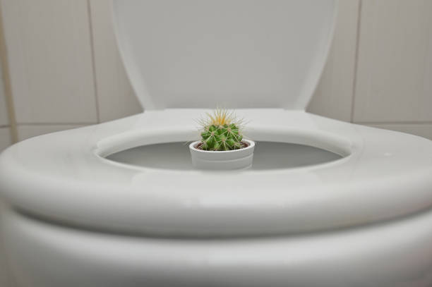 Concept Hemorrhoids Pain With Thorny Cactus inside Toilet stock photo