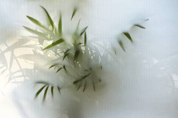 istock Abstract shadows of Green plant behind window blind 1282285723