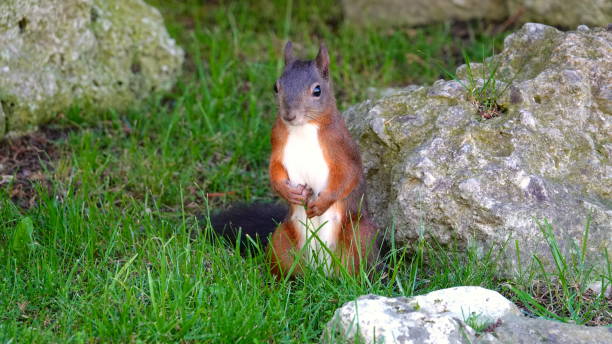 l’écureuil rouge-brun au ventre blanc et à la queue noire se tient entre l’herbe et les pierres sur les pattes arrière et regarde directement la caméra - squirrel red squirrel black forest forest photos et images de collection
