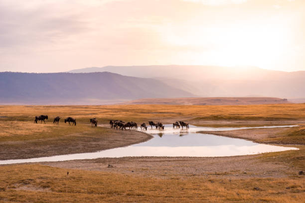 stółki gnus i dzikie zwierzęta w parku narodowym krater ngorongoro, safari przyrody w tanzanii, afryka. - wild game zdjęcia i obrazy z banku zdjęć