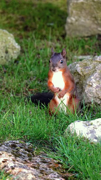 l’écureuil rouge-brun au ventre blanc et à la queue noire se tient entre l’herbe et les pierres sur les pattes arrière et regarde directement la caméra - squirrel red squirrel black forest forest photos et images de collection