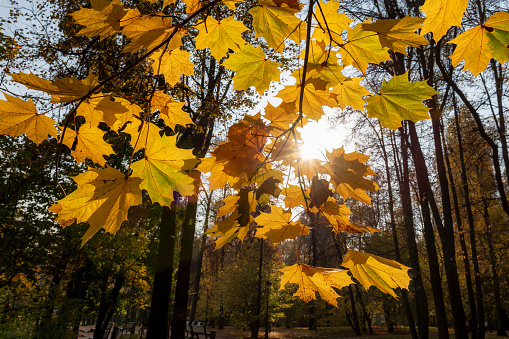 Maple branches with yellow and orange leaves hanging beautifully in sunny autumn weather. Colorful image of fallen autumn leaves background.