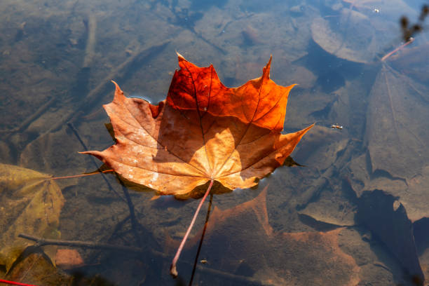 istock Autumn maple leaf floating on the autumn pond 1282287334