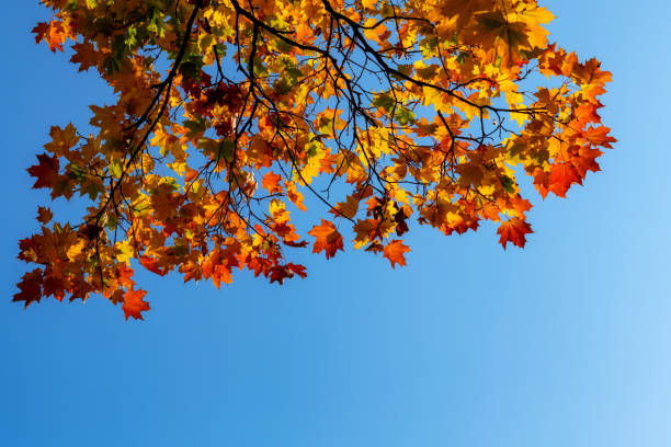 istock Orange autumn leaves on a maple tree branch against a blue autumn sky 1282287404