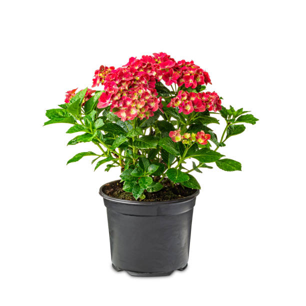 istock Red hortensia flowers 1282287456
