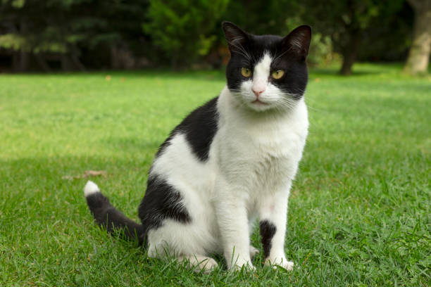 istock Cute Cat in the garden 1282287596