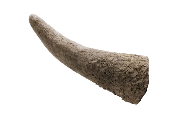 Rhinoceros horn close-up isolated on a white background