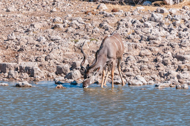 istock Kudus bull drinking water at a waterhole 1282288863