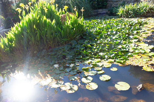 Group of tall water lilies in a pond