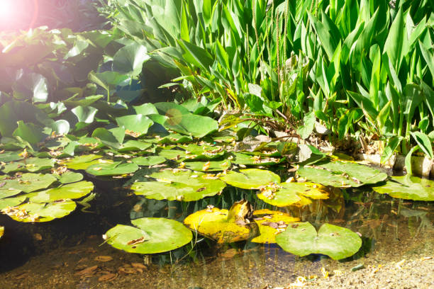 belle feuille de lotus dans l’étang - pond water lily water drop photos et images de collection