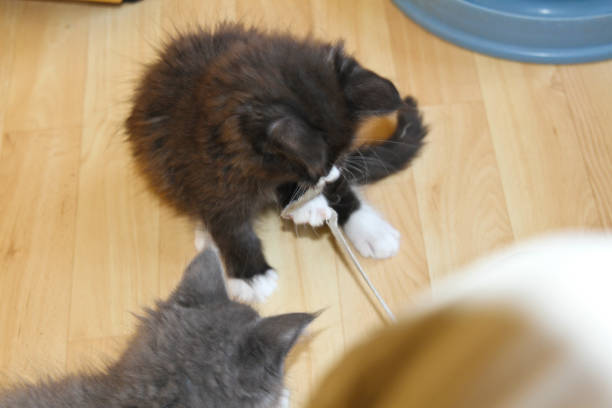 istock Little Maine coon cats playing 1282290376
