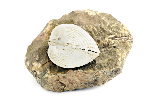Fossil of an brachiopod seashell on dark rock. white background