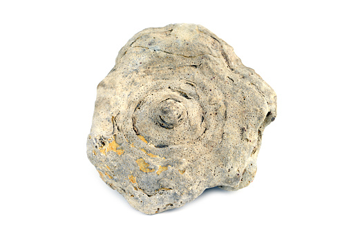 Fossil of spong coral on white isolated background