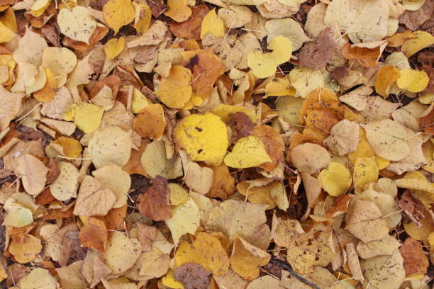istock Autumn Leaves on the Ground 1282291255
