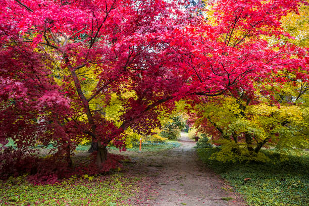 istock Autumn colors in the park 1282291408
