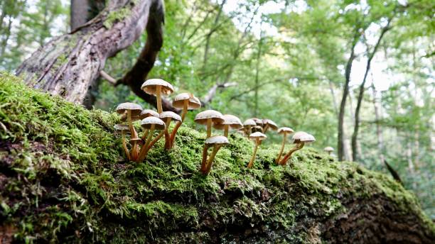 istock Mushrooms, fungus 1282291510