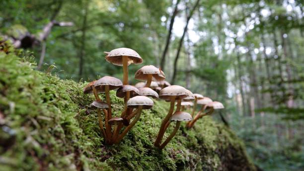 istock Mushrooms, fungus 1282291604