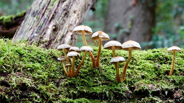 istock Mushrooms, fungus 1282291697