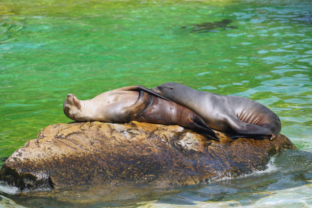 Navy seals lying on a rock in the water.