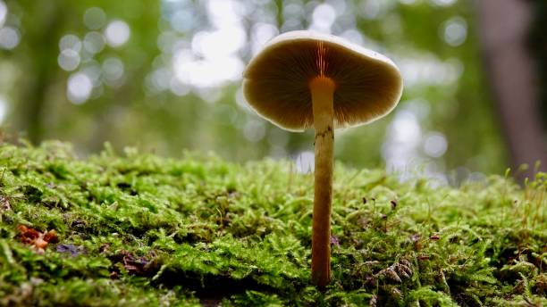istock Mushrooms, fungus 1282291807