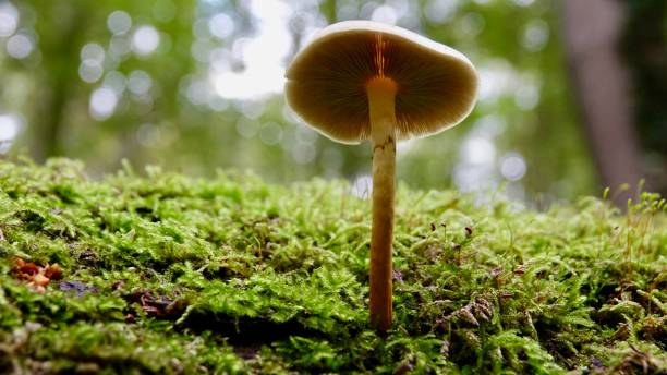 istock Mushrooms, fungus 1282291815