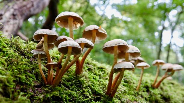 istock Mushrooms, fungus 1282292479