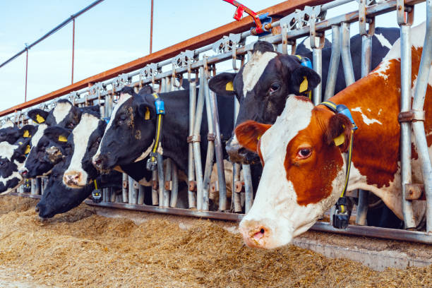 istock Milking cows eating hay in an outdoor cowshed 1282292795