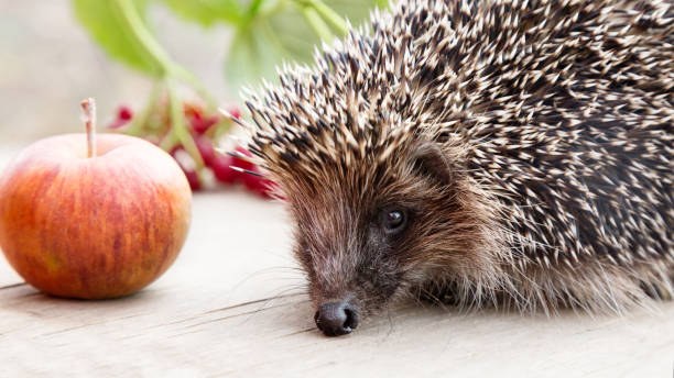 istock cute little hedgehog close-up with an apple 1282292827