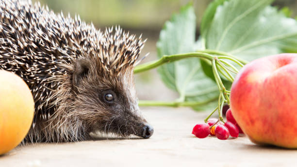 istock cute prickly hedgehog close-up with apple on a  table 1282292828