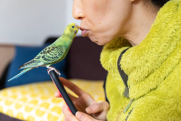istock Bird kissing owner 1282293226