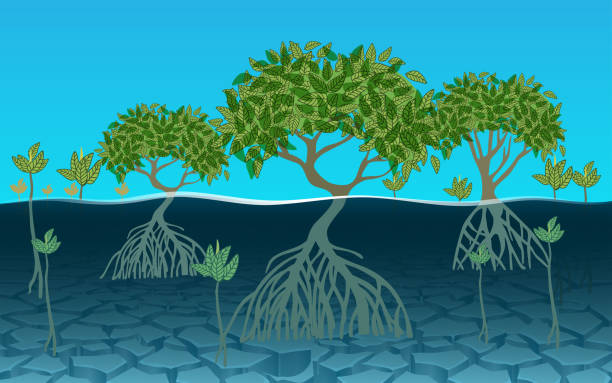 Web landscape of mangrove forest at the beach mangrove habitat stock illustrations