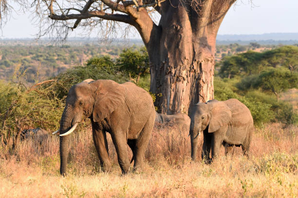 elefantes em busca de comida - lake manyara national park - fotografias e filmes do acervo