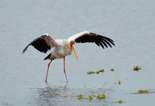 istock The Yellow-billed stork (Mycteria ibis) has landed 1282294092