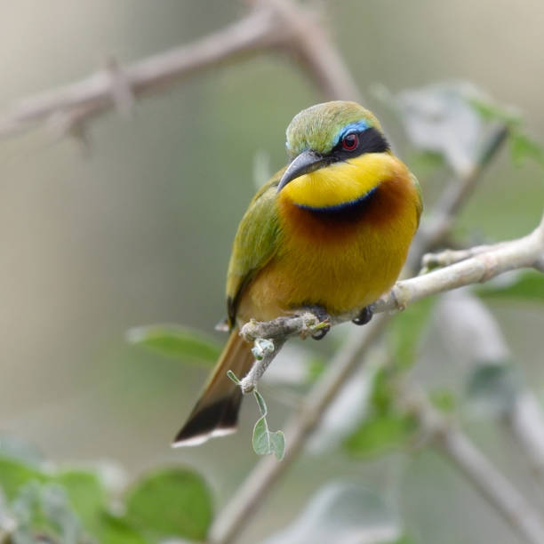 istock Portrait of Little Bee-eater (Merops pusillus meridionalis) 1282294207