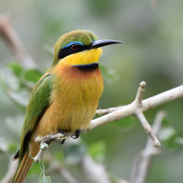 istock Portrait of Little Bee-eater (Merops pusillus meridionalis) 1282294208