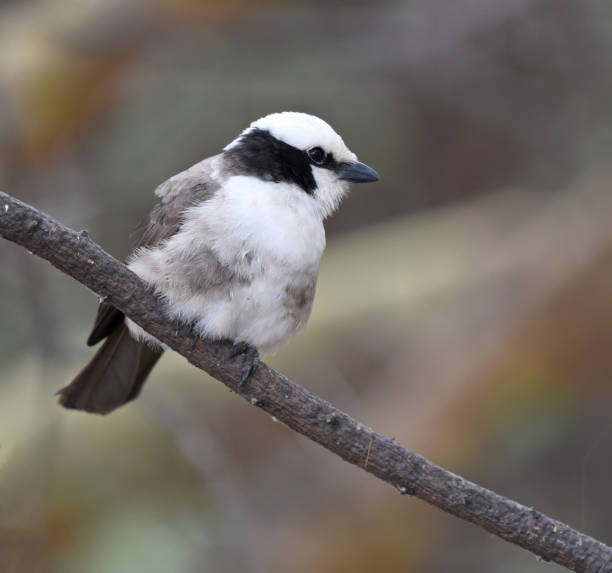 istock Northern White-crowned Shrike (Eurocephalus rueppelli) perching on branch 1282294213