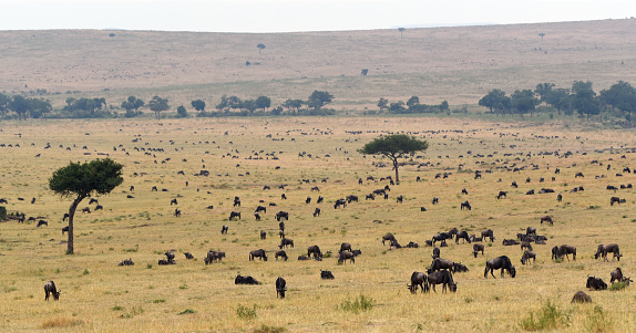 A Wilderbeest in defocused in the foreground on the savannah with a Masai tribesman and his herd of cattle focused in the distance.