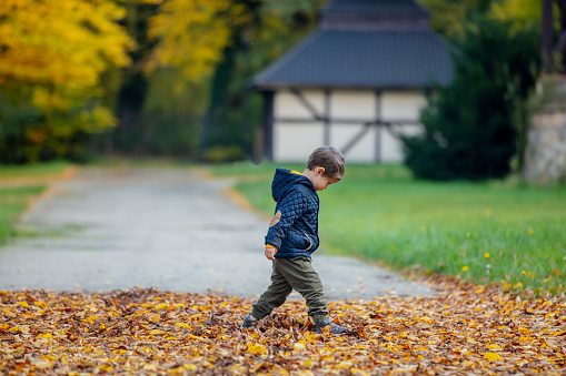 Little kid play with fallen leaves in park in autumn