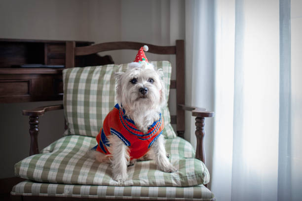 Cairn Terrier in a beautiful Christmas hat and sweater Cairn Terrier in a beautiful Christmas hat and sweater at home cairn terrier stock pictures, royalty-free photos & images